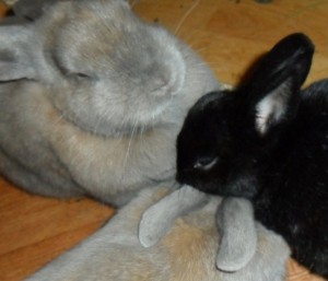 Glückliche Kaninchengruppe