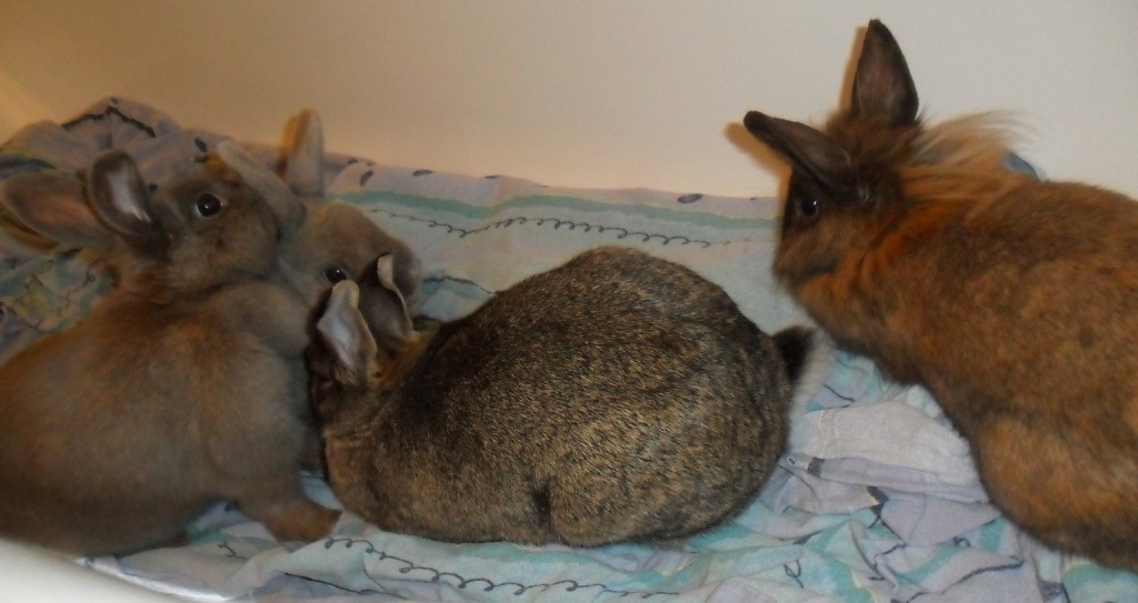 Glück einer Kaninchengruppe