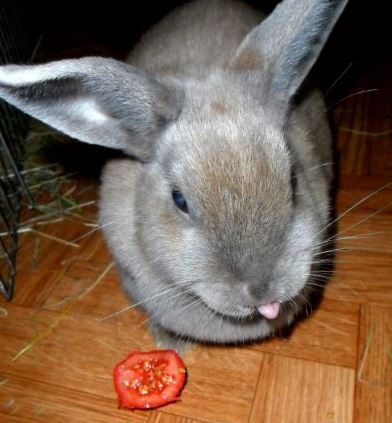 Kaninchen frisst Tomate