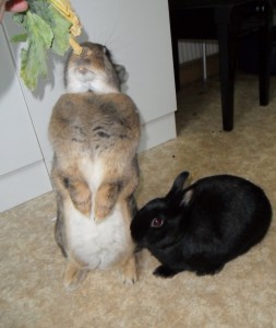 Kaninchen macht Männchen