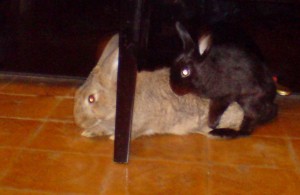 Kaninchen rammeln