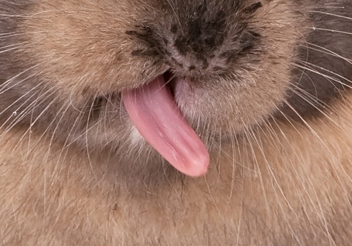 Kaninchen Zunge