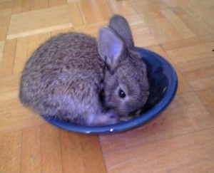 Clara als Kaninchenbaby