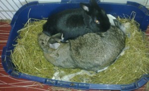 Kaninchenklo mit alten Heu ausgelegt