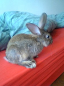 Kaninchen buddelt im Bett