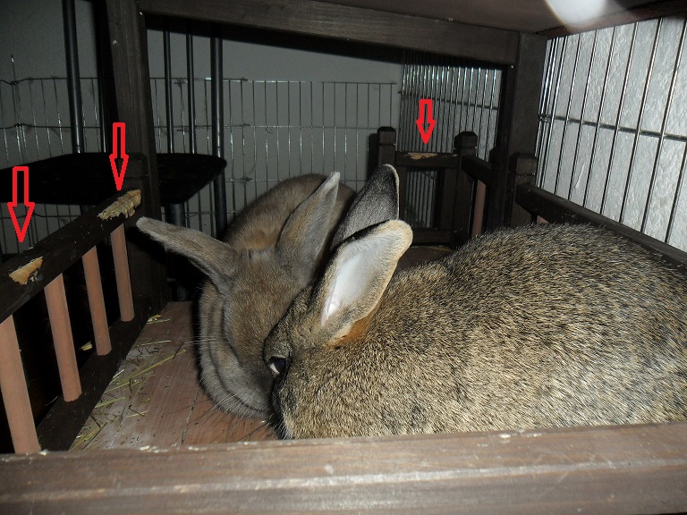 Angenagtes Kaninchenhaus
