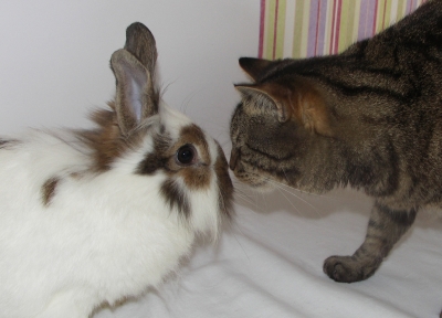 Kaninchen und Katze