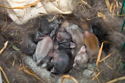 Kaninchenbabys im Nest