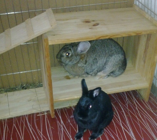 Unterhaltung für Kaninchen